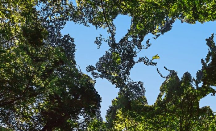 world_tree_1800x800-1024x455